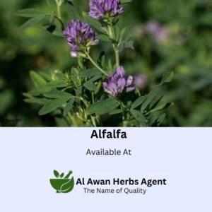 Best Quality Alfalfa