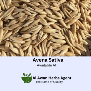Best Quality Avena Sativa