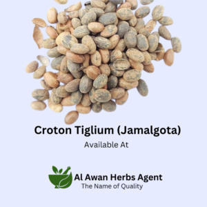 Best Quality Croton Tiglium